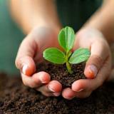 Close-up of hands carefully placing a plant seedling into soil